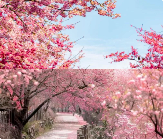 6個適合3月、4月賞花踏青旅游的旅行地推薦