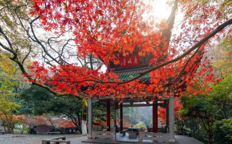網(wǎng)紅景區(qū)憑什么脫穎而出？